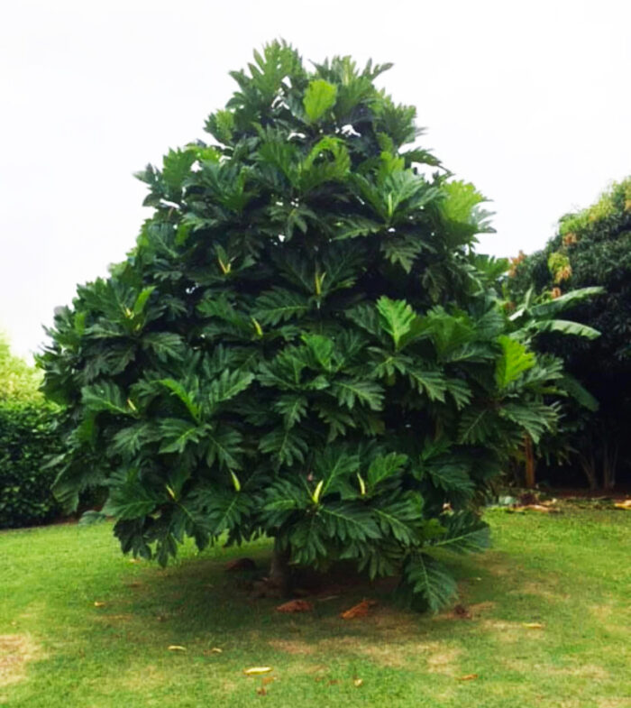 Full Ma’afala Breadfruit tree with a compact crown growing in a Hawaiian yard.