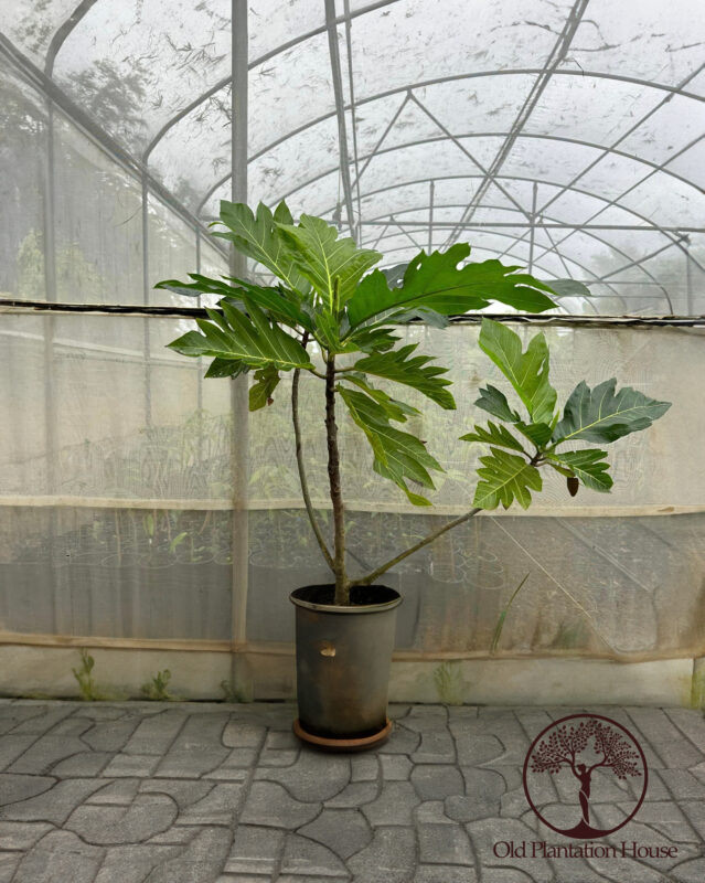 Ma’afala Breadfruit tree in a container at Old Plantation House, Hawaii.