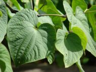 Close-up of the large, heart-shaped leaves of the Kava Plant (Piper methysticum) in Hawaii