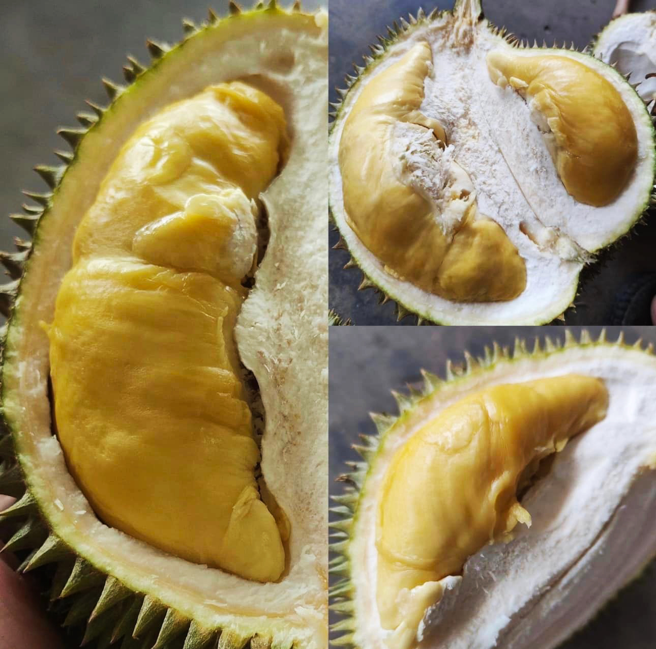 Close-up of Durian D-99 fruit showcasing its rich, creamy flesh and distinctive aroma.