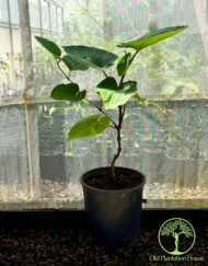 Kava Plant (Piper methysticum) growing in a container at Old Plantation House nursery in Hawaii