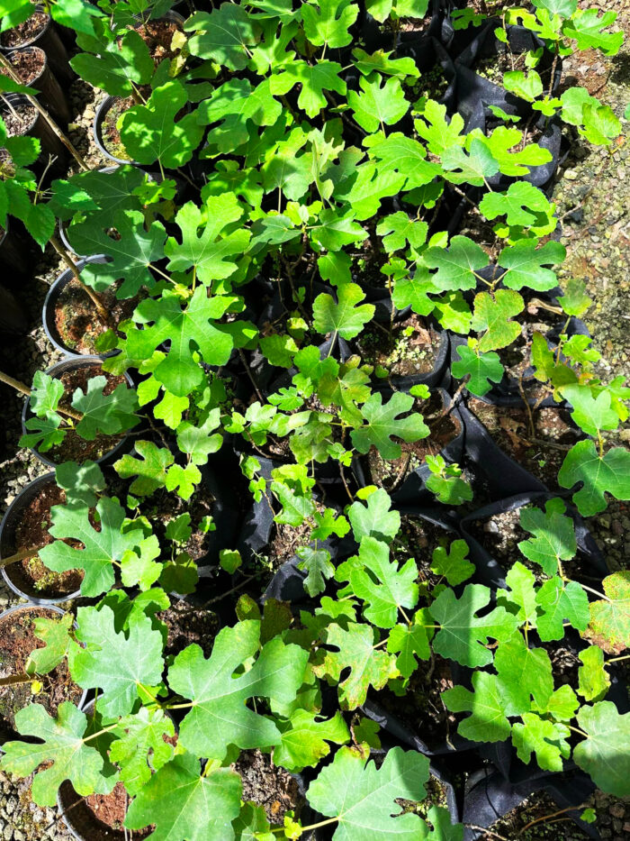 Young Black Mission fig seedlings in containers at Old Plantation House nursery.