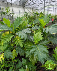 Multiple Ma’afala Breadfruit trees growing in a greenhouse at Old Plantation House, Hawaii.