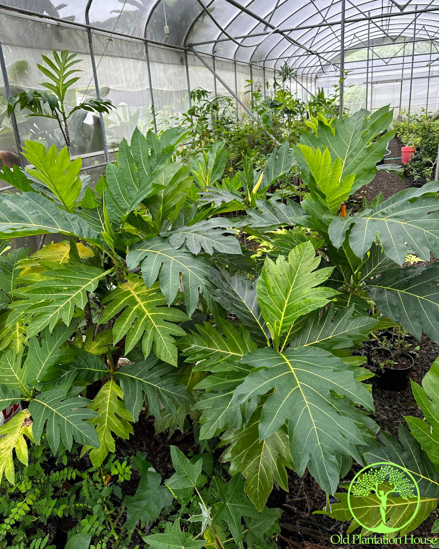 Multiple Ma’afala Breadfruit trees growing in a greenhouse at Old Plantation House, Hawaii.