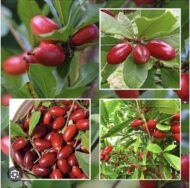 Close-up of Miracle Fruit clusters on a Synsepalum dulcificum plant in Hawaii