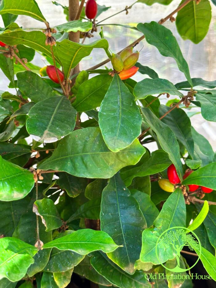 Full Miracle Fruit tree in a container at Old Plantation House nursery in Hawaii