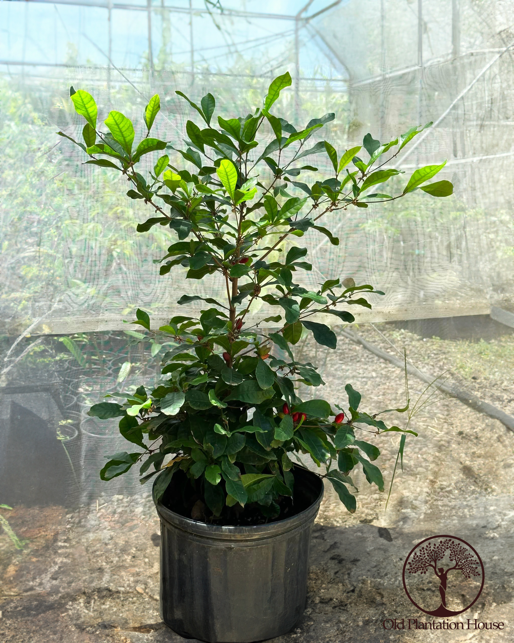 Miracle Fruit plant with red berries growing in a container at Old Plantation House in Hawaii