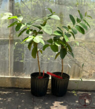 Ruby Supreme Guava trees in 1-gallon pots at Old Plantation House nursery in Hawaii