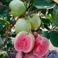 Close-up of Ruby Supreme Guava fruit with vibrant pink flesh on a tree in Hawaii