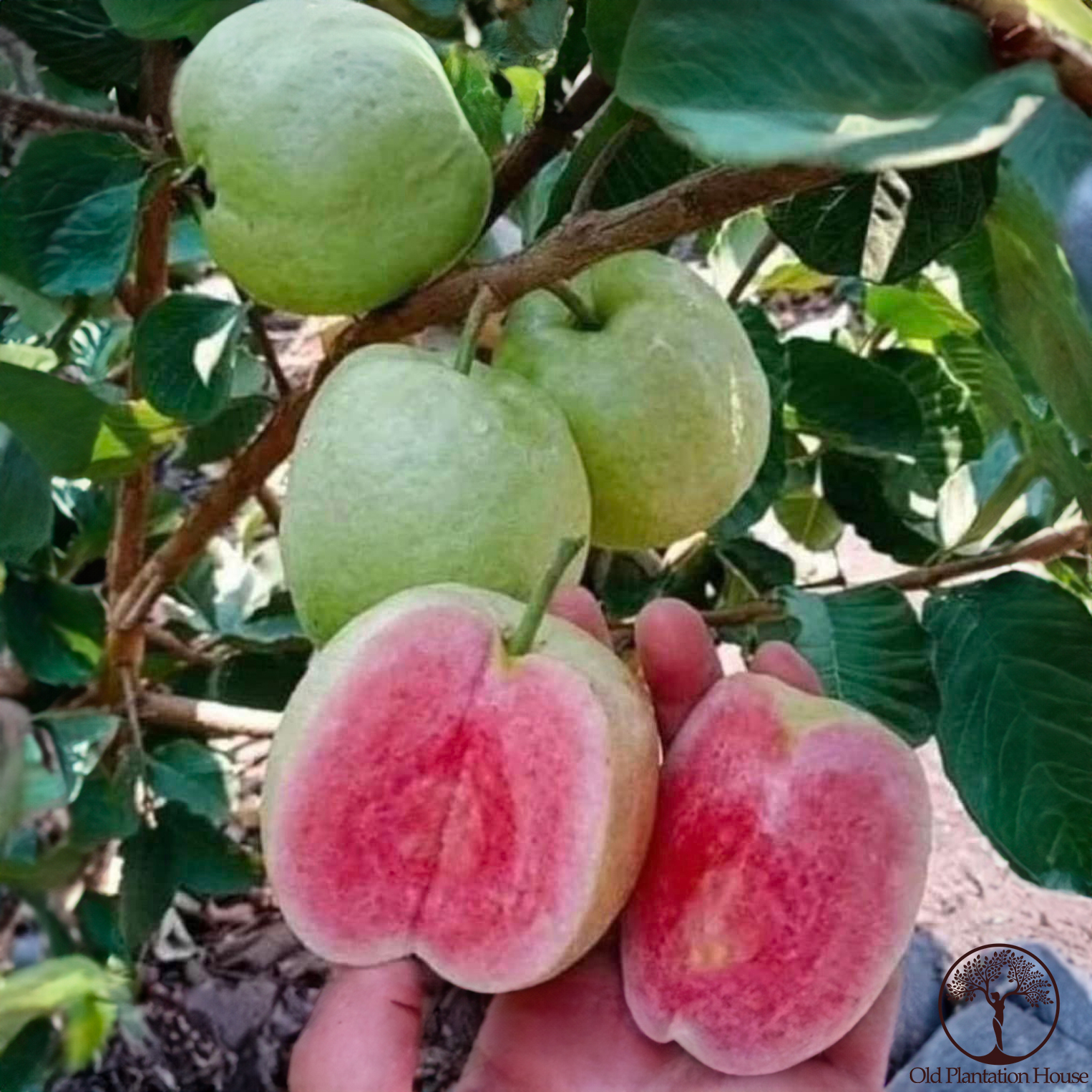 Close-up of Ruby Supreme Guava fruit with vibrant pink flesh on a tree in Hawaii