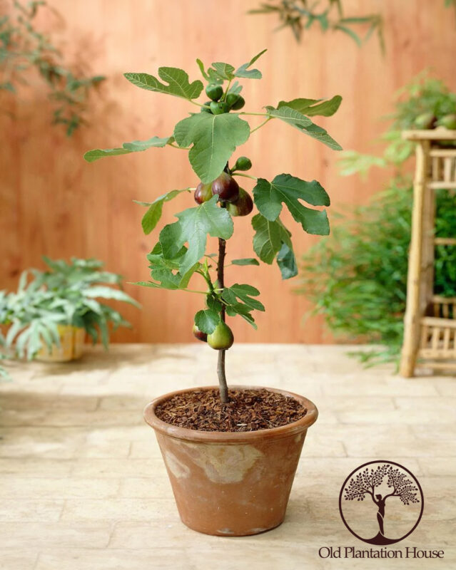 Potted Black Mission fig tree, ideal for Hawaiian home gardens.