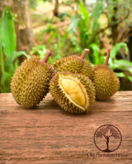 Durian D-99 fruits displayed on a wooden surface, grown at Old Plantation House in Hawaii.