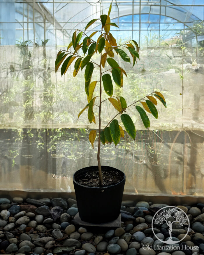 Durian D-99 seedling growing in a container at Old Plantation House nursery in Hawaii.