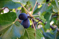 Freshly harvested Black Mission figs with a rich, raspberry-colored pulp.