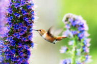 Hummingbird feeding from a Pride of Madeira flower" Title: "Hummingbird and Pride of Madeira