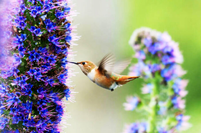 Hummingbird feeding from a Pride of Madeira flower" Title: "Hummingbird and Pride of Madeira