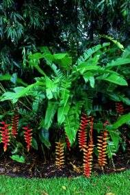 Heliconia rostrata plant with bright red and yellow hanging lobster claw flowers in a lush green garden