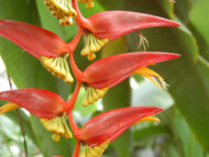 Close-up of bright red and yellow Heliconia Collinsiana hanging flowers.