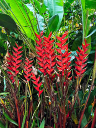 Red Heliconia bihai "Guapa" flowers with long, vibrant inflorescences in a tropical garden.