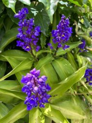 Blue Ginger (Dichorisandra thyrsiflora) exotic indigo violet flowers blooming under shade