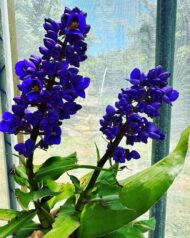 Close-up of Blue Ginger (Dichorisandra thyrsiflora) flowers blooming indoors