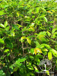 Caturra Coffee Plants Growing in a Nursery