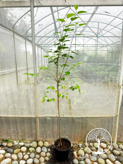 Dwarf Everbearing Mulberry tree growing in a container at a greenhouse.