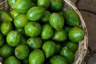 A basket full of fresh green avocados.