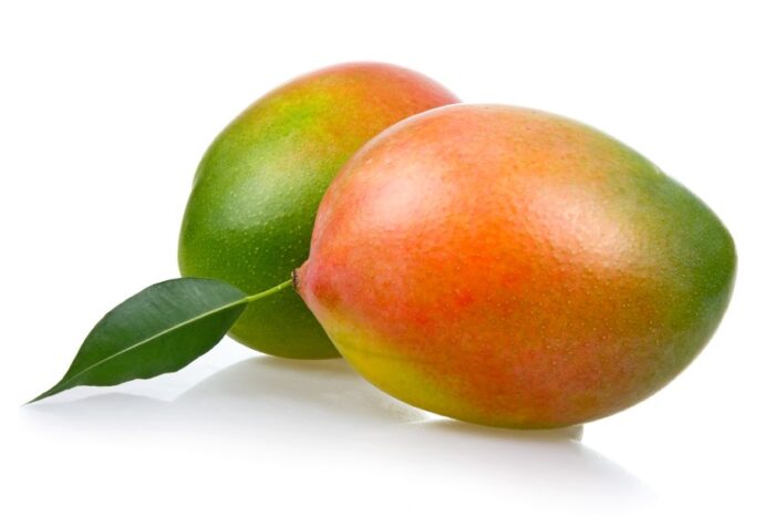 Mango Keitt fruits in vibrant red-green colors, perfect for tropical climates