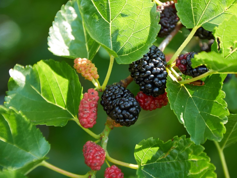 Close-up of black mulberries ripening on the branch of a dwarf mulberry tree