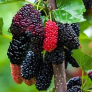 Cluster of ripe black and red mulberries hanging on a dwarf mulberry tree.