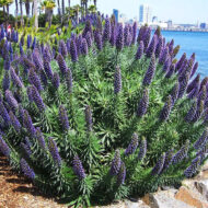 Coastal Pride of Madeira bush in full bloom