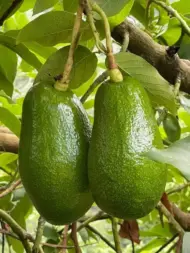 Two large Avocado Beneke fruits hanging from a tree.