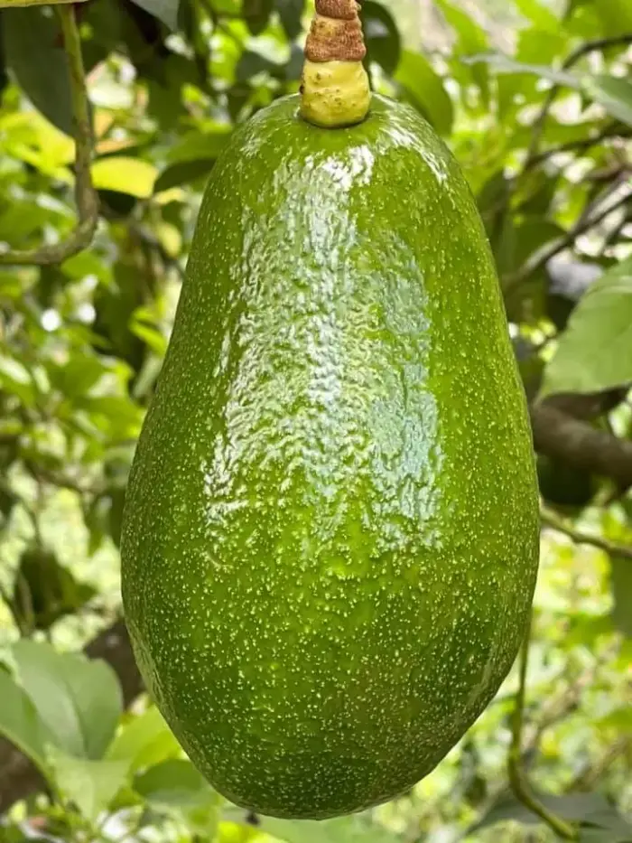 Close-up of a single Avocado Beneke fruit hanging from a branch.