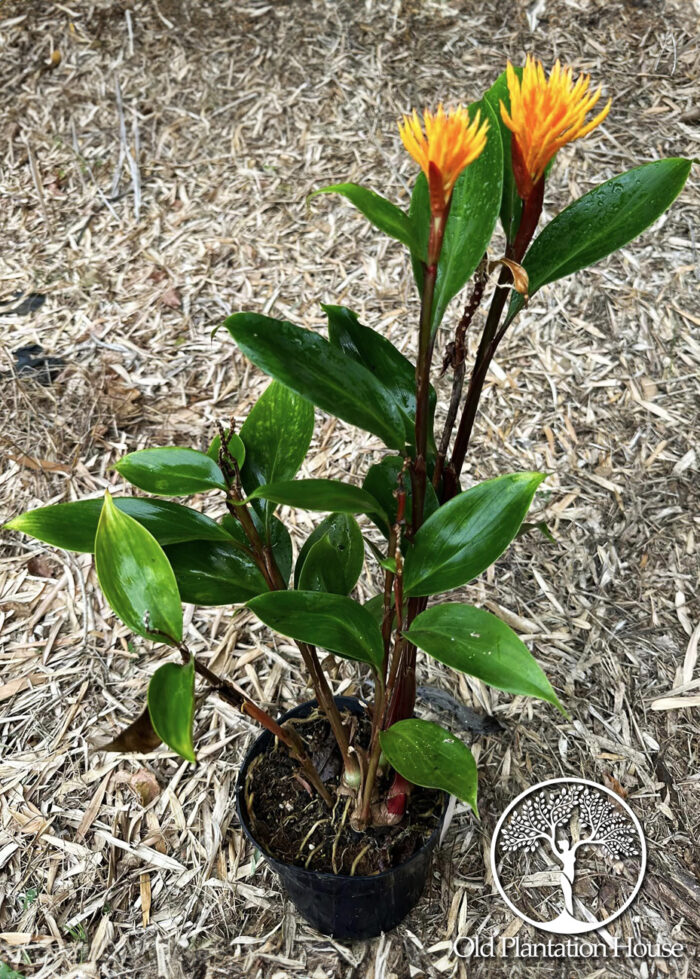 Golden Brush Ginger plant in bloom with bright orange-yellow flowers and green leaves