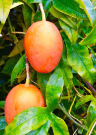 Mango Banilejo fruits hanging on the tree at Old Plantation House