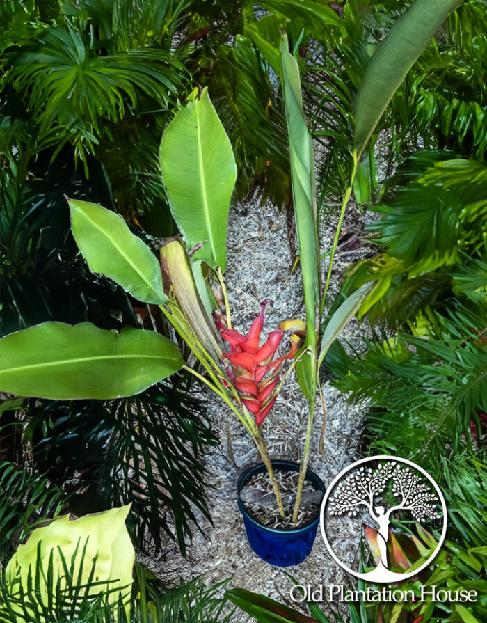 Heliconia bihai "Guapa" plant in a container with large red flowers and tall green leaves.