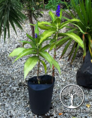 Blue Ginger plant in a container, ready for sale