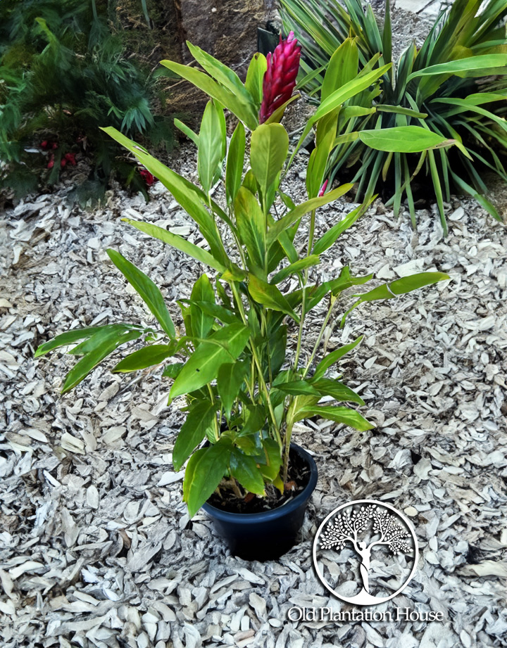 Red ginger plant in a container, ready for sale, showing its lush green leaves and red blooms.