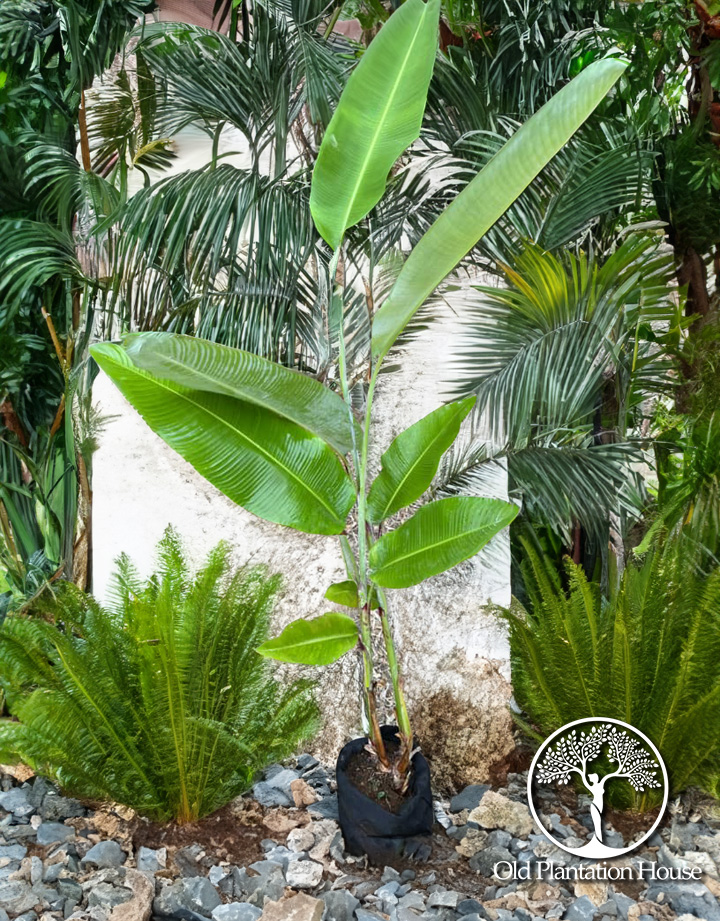 Heliconia Collinsiana plant with tall leaves, thriving in a tropical garden setting.