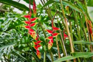 Heliconia rostrata hanging flowers in a lush tropical environment