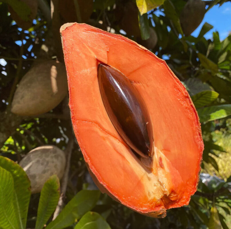 Mamey Sapote Magaña fruit cut open to reveal orange-red flesh