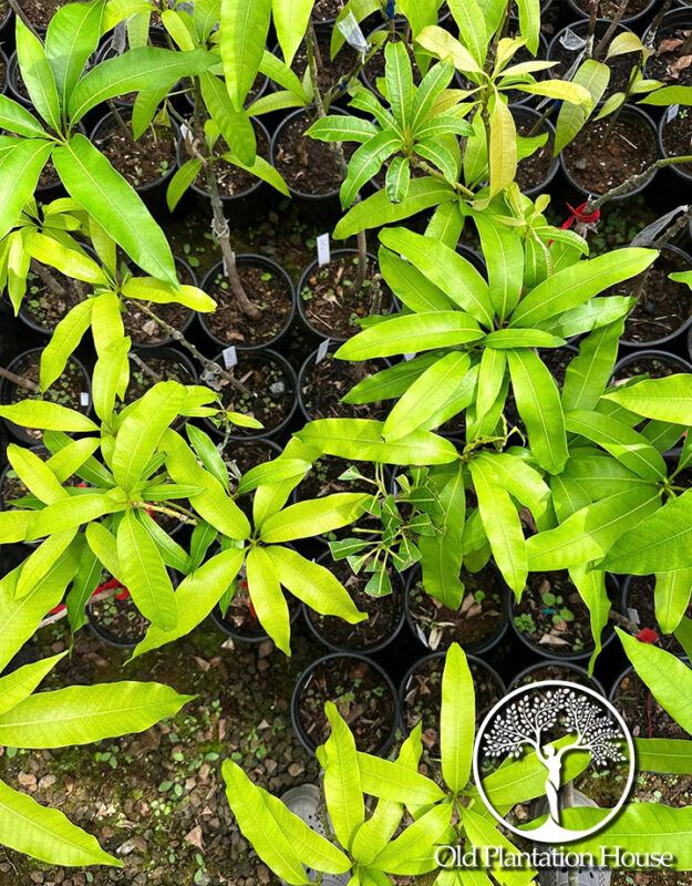 Mango Julie plants growing in pots, ready for transplanting into Hawaiian gardens for high-yield fruit production.