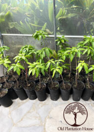 Healthy Mango Keitt plants growing in containers, ready for transplantation