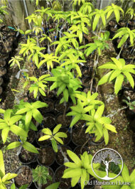 Mango Kent plants growing in nursery – Old Plantation House