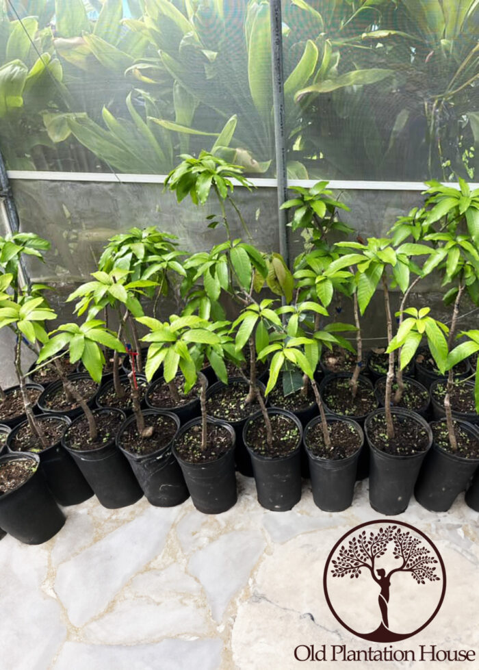 Healthy Mango Keitt plants growing in containers, ready for transplantation