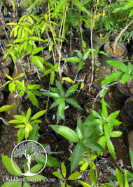 Mango Mingolo plants in a nursery, ready for transplanting.