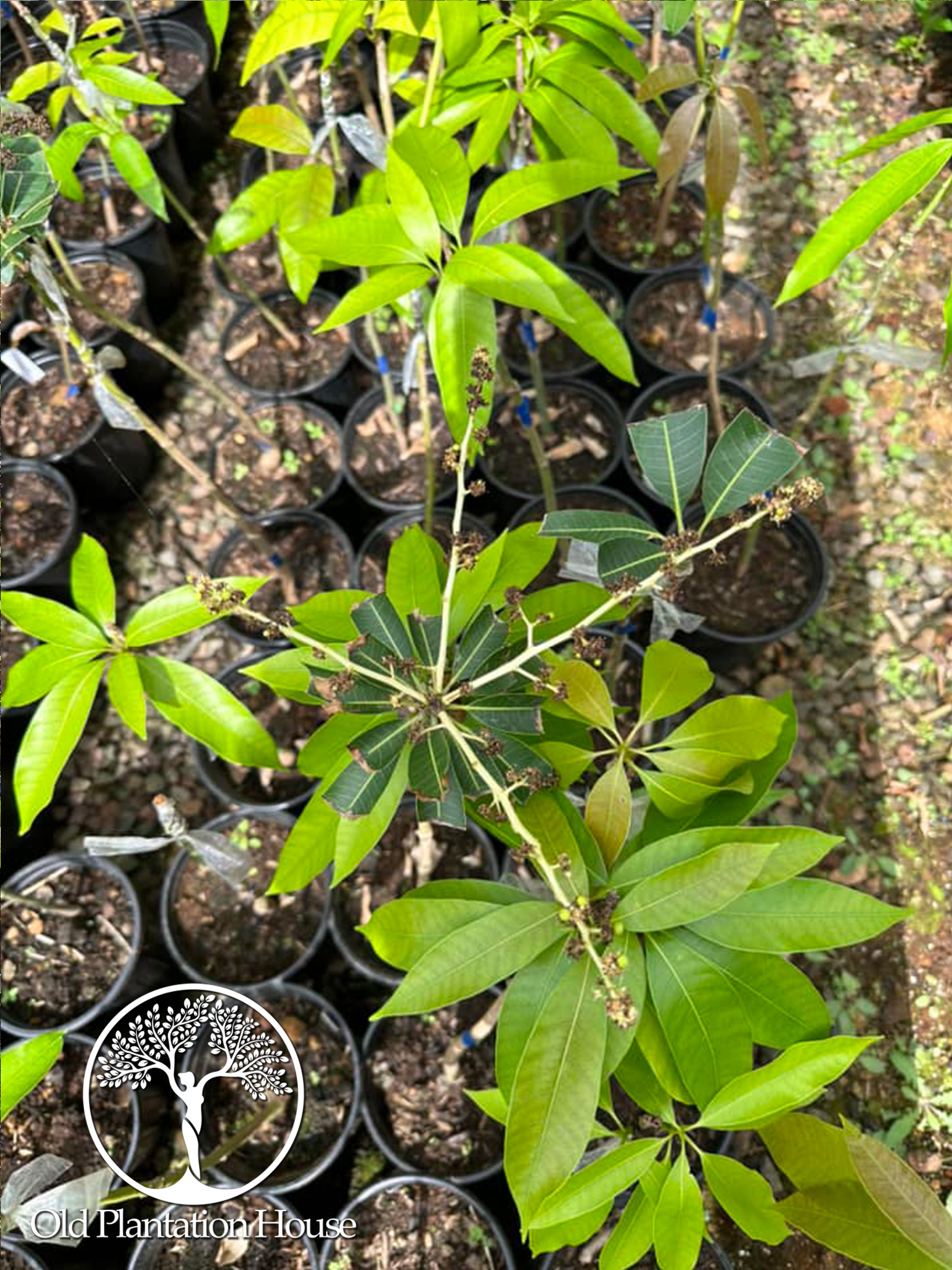 Potted young Mango Mingolo plants with vibrant green leaves.