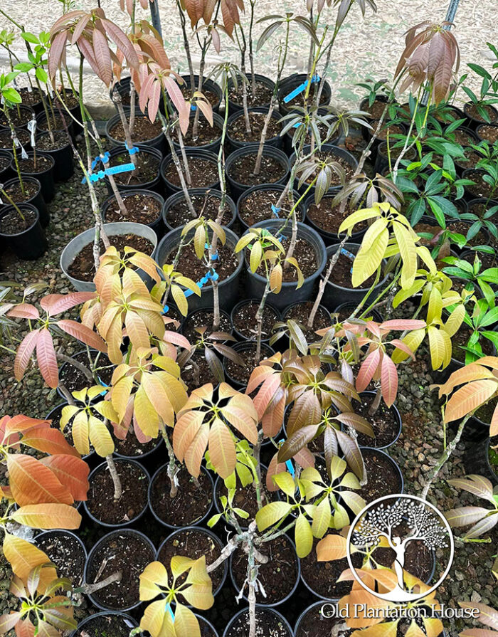 Mango Osteen saplings in 1-gallon containers at Old Plantation House, perfect for tropical fruit lovers.