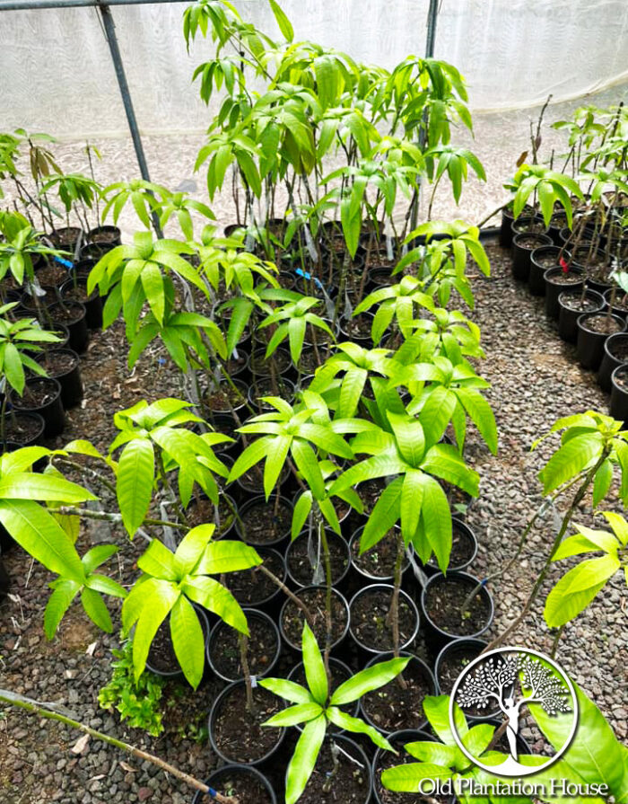 Palmer Mango Plants – Grafted and Ready for Sale